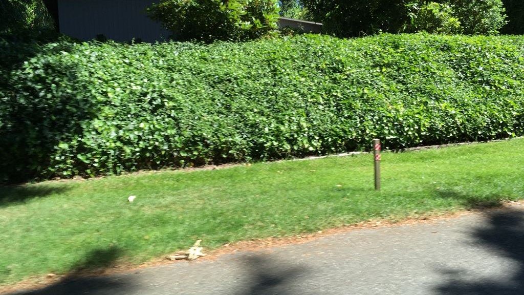 Street-level daytime example from Downtown Bellevue, cropped to show the local street context.