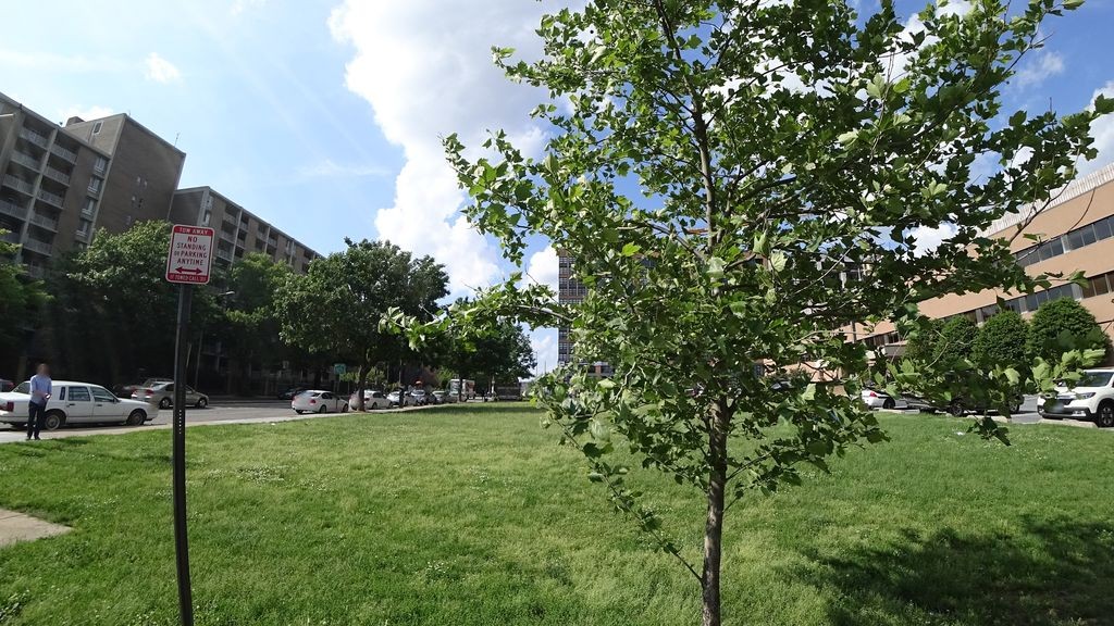 Street-level daytime example from Downtown Dc National Mall, cropped to show the local street context.